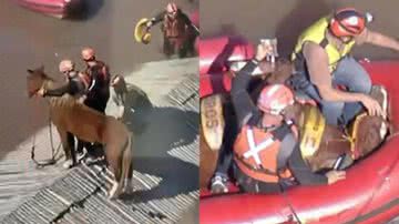 Que alívio! Cavalo ilhado em telhado no RS é resgatado pelo Exército - Reprodução/Instagram