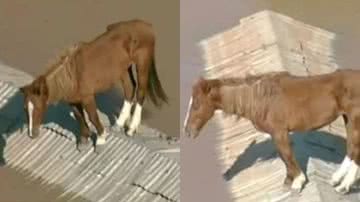 Cavalo ilhado em telhado no Rio Grande do Sul comove web: "Dói a alma" - Reprodução/Globo